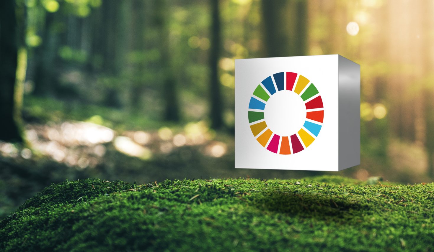 VBG SDG visual